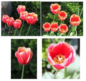 20160803_RotaryTulip